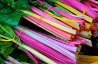 Bright Lights Swiss Chard Seed