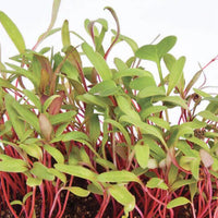 Chard, Rainbow – Organic Microgreen Seed