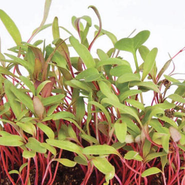 Chard, Rainbow – Organic Microgreen Seed
