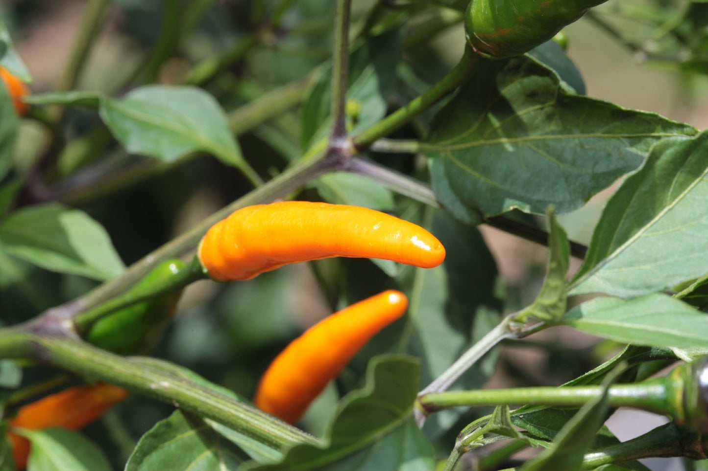 Chilli- Orange Cobra