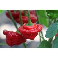 Chilli- Cap Mushroom Red