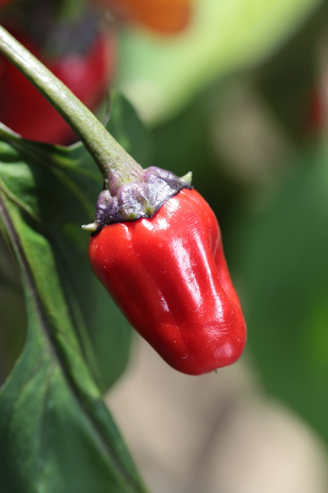 Chilli- Scorpion Tongue Black