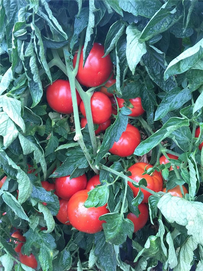 Jolene – Tomato Seed