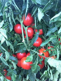 Jolene – Tomato Seed