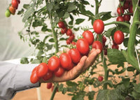 Jolene – Tomato Seed