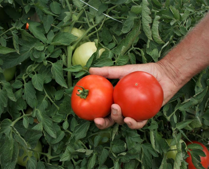 Jolene – Tomato Seed