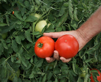 Jolene – Tomato Seed