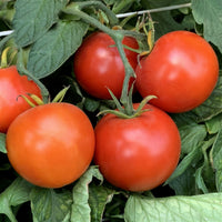 Wisconsin 55 – Organic Tomato Seed