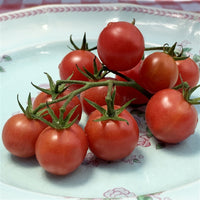 Washington Cherry – Organic Tomato Seed