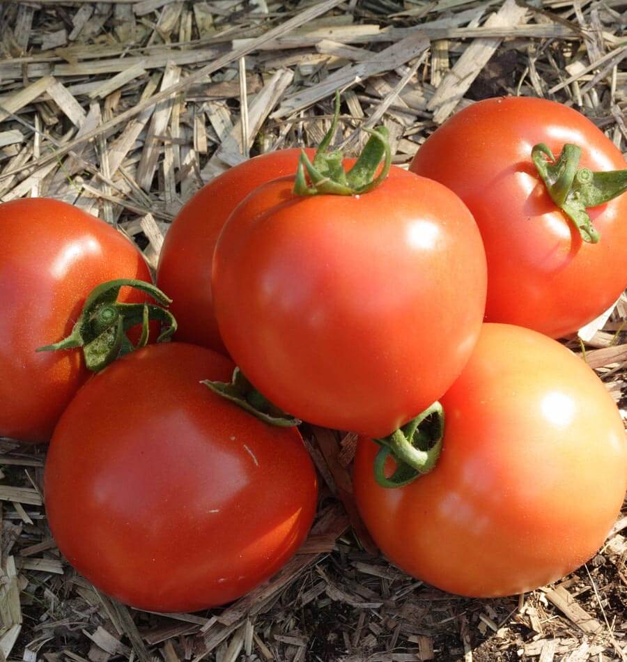 Red Pear Piriform – Tomato Seed