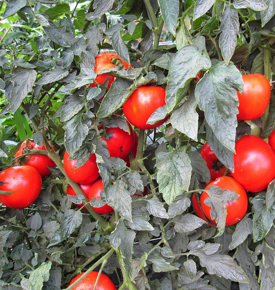 Galahad – Organic Tomato Seed