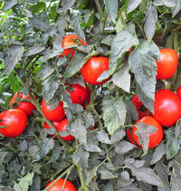Galahad – Organic Tomato Seed