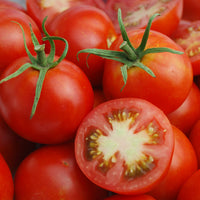 Glacier – Organic Tomato Seed