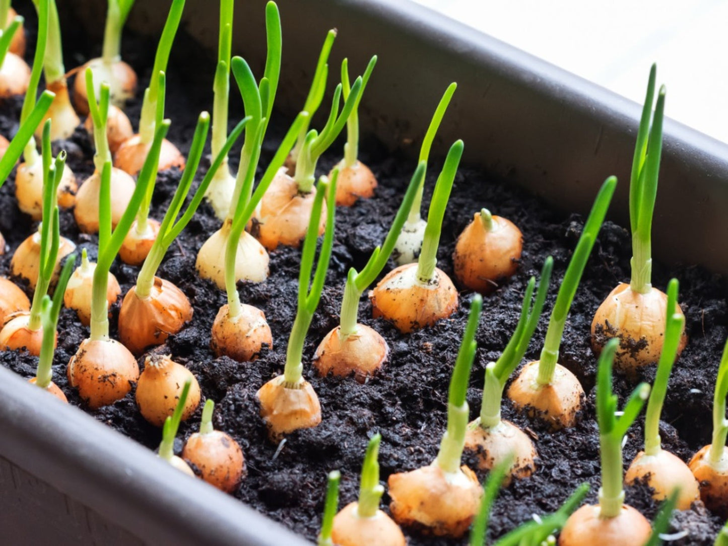 Onion – Sprouting Seeds