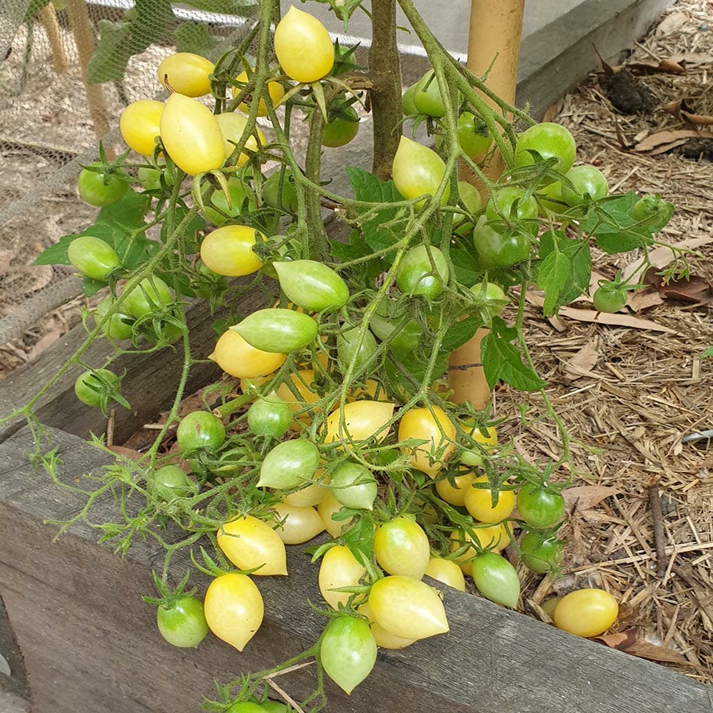 Tomato- Barry's Crazy Cherry