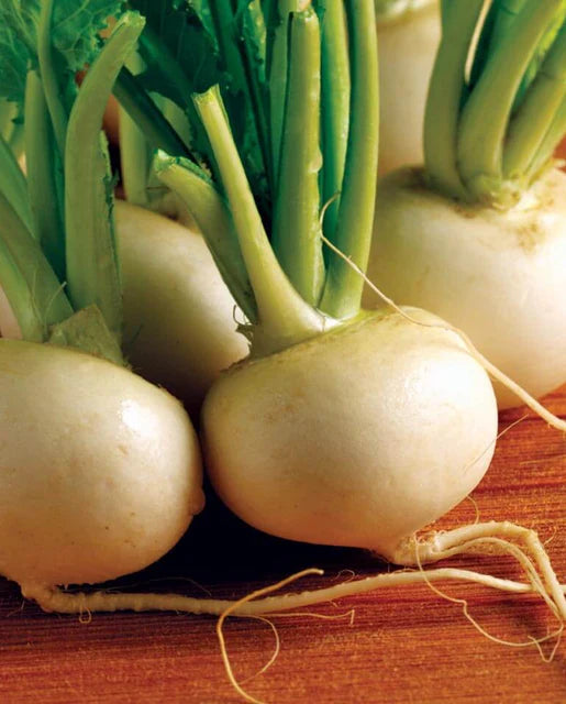 Hakurei – Turnip Seed