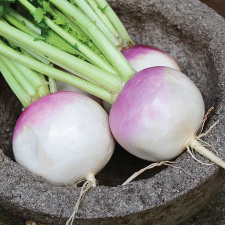 Turnip Purple Top Vegetable Seeds