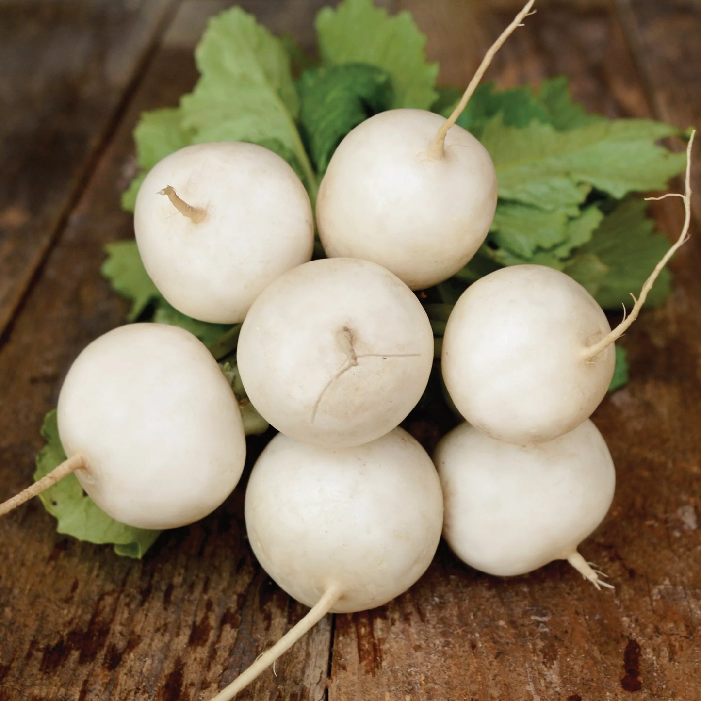 Hakurei – Turnip Seed