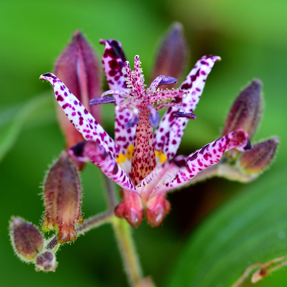 Raspberry Mousse Toad Lily