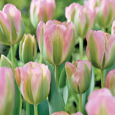 Greenland Tulip Seeds