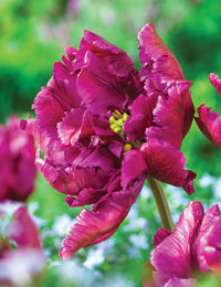 Parrot Tulip- Negrita