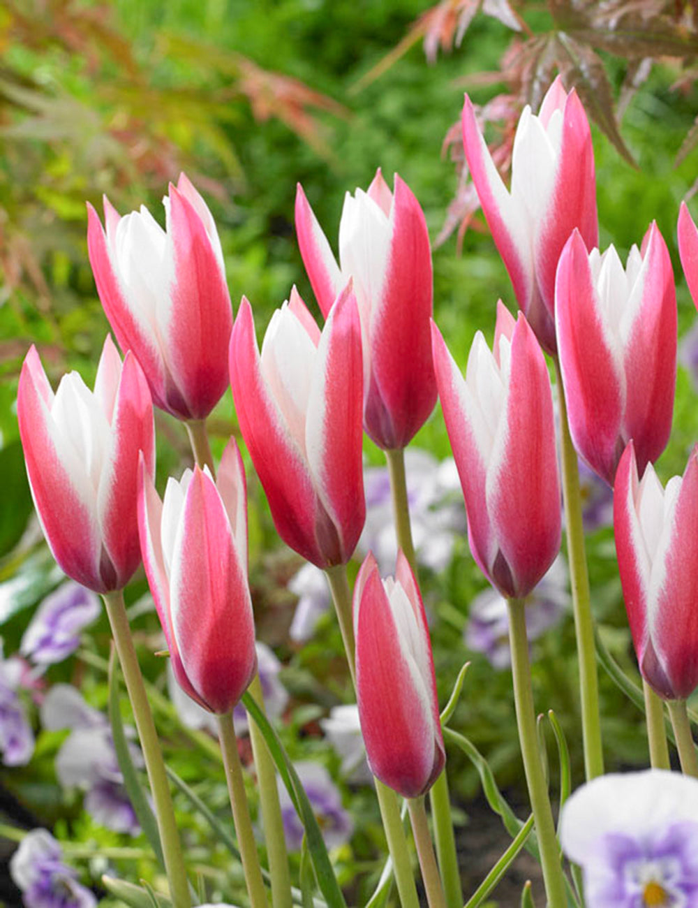 Peppermint Stick Tulip Seeds