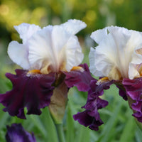 Twist of Sheree Reblooming Bearded Iris Seeds