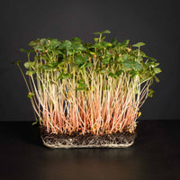 Buckwheat – Organic Shoot Seed