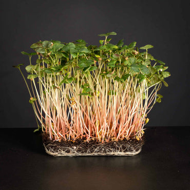 Buckwheat – Organic Shoot Seed