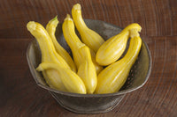 Slick Pik? YS 26 – Yellow Summer Squash Seed