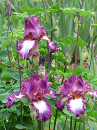 Tennison Ridge Reblooming Tall Bearded Iris Seeds