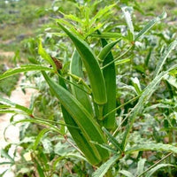 Terrace Vegetables View Fruit Plant Okra Kidney Seeds
