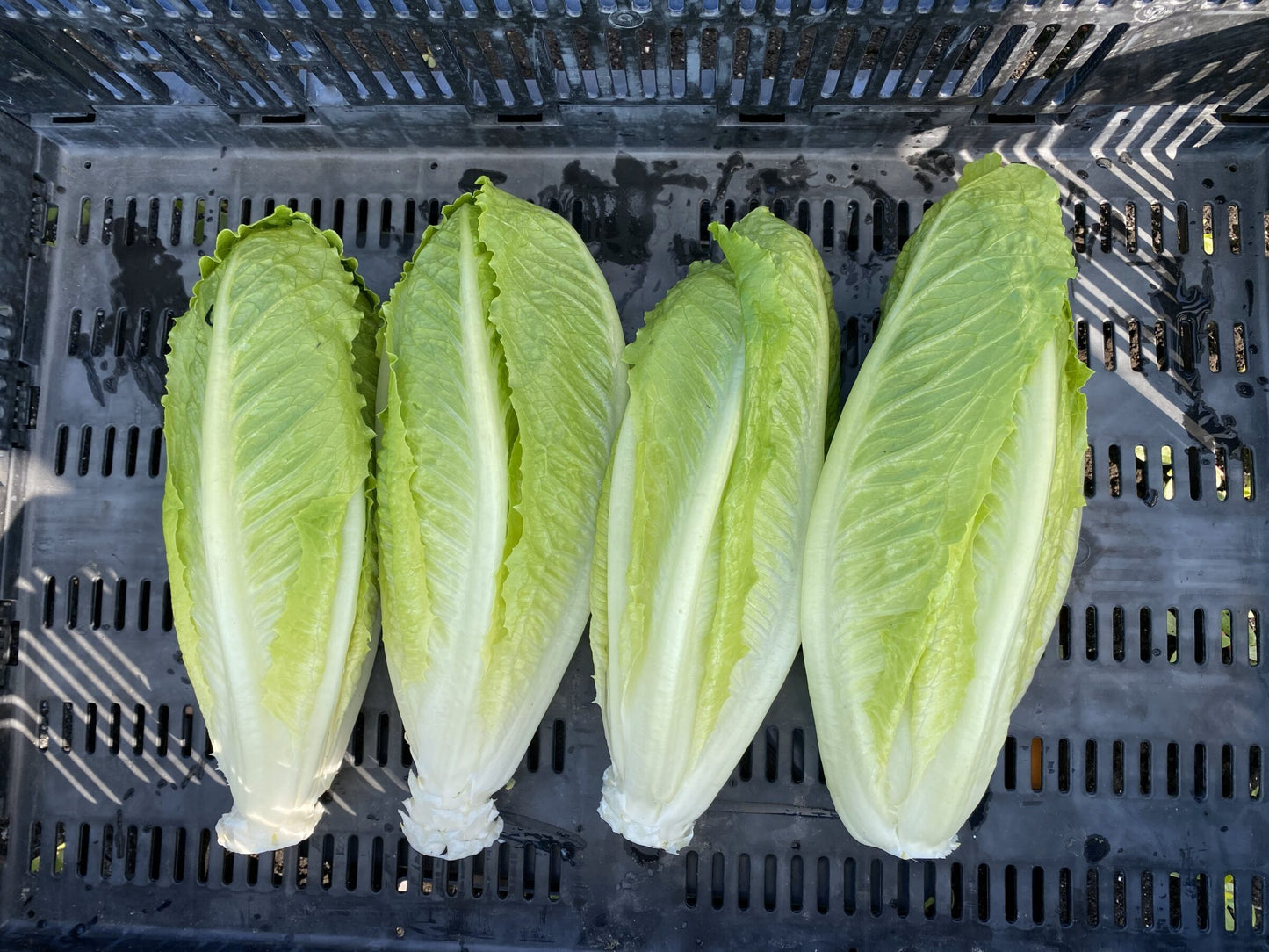 Chalupa – Organic Romaine Lettuce Seeds