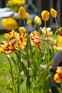 Texas Flame Tulip Seeds