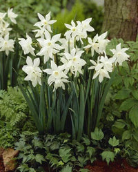 Heirloom Non-GMO Narcissus Flower Seeds for Planting – Spring Bloom Seeds
