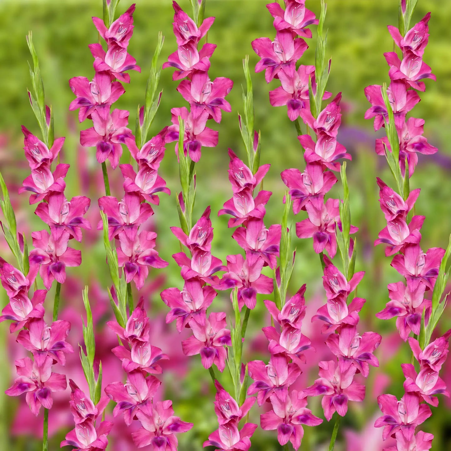 Vulcano Hardy Gladiolus
