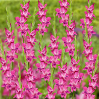 Vulcano Hardy Gladiolus