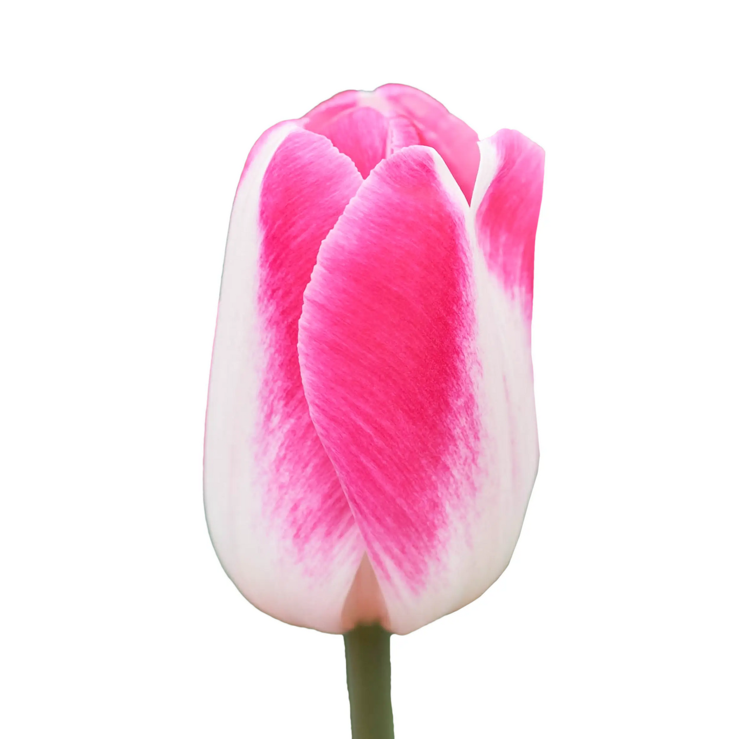 Pink Cloud Tulip Seeds