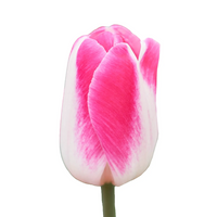 Pink Cloud Tulip Seeds