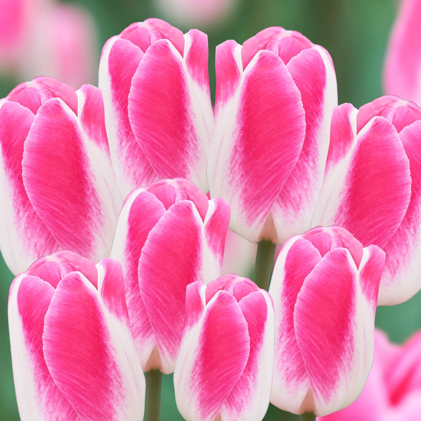Pink Cloud Tulip Seeds
