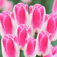 Pink Cloud Tulip Seeds