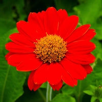 Heirloom Non-GMO Menzies Burnet Flower Seeds for Planting – Hardy Pollinator Blooms - Non-GMO for planting in home garden