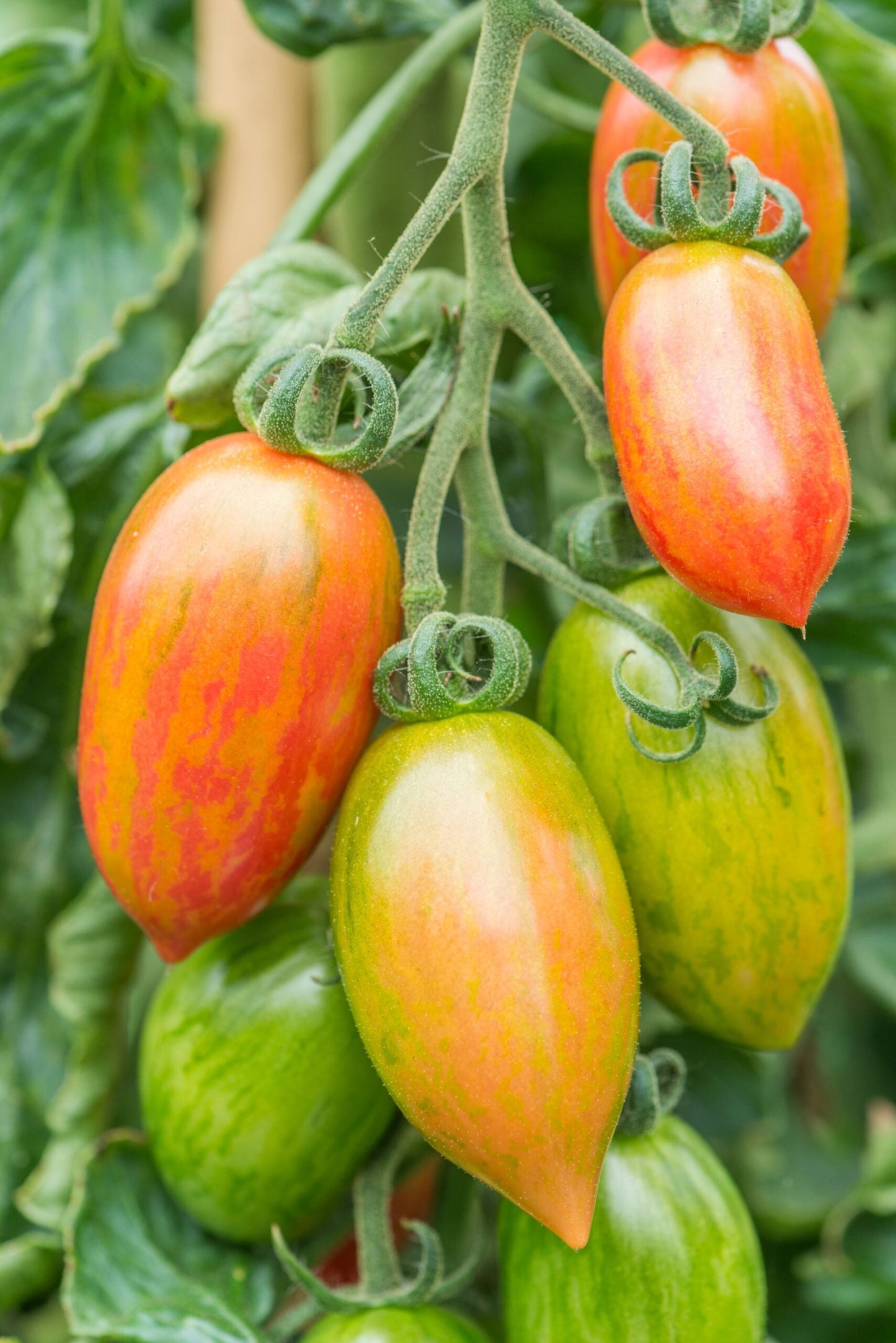 Tomato Cherry Artisan Pink Tiger Vegetable Seeds for Planting - Heirloom Garden Seeds