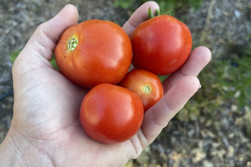 Red Pear Piriform – Tomato Seed