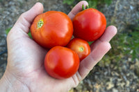 Red Pear Piriform – Tomato Seed