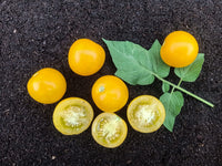 Tomato- Jubilee Yellow