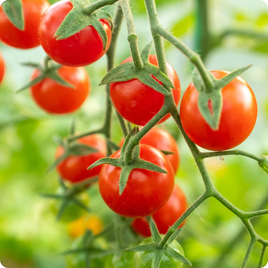 Matt’s Wild Cherry – Tomato Seed