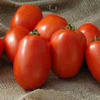 Granadero – Organic Tomato Seed