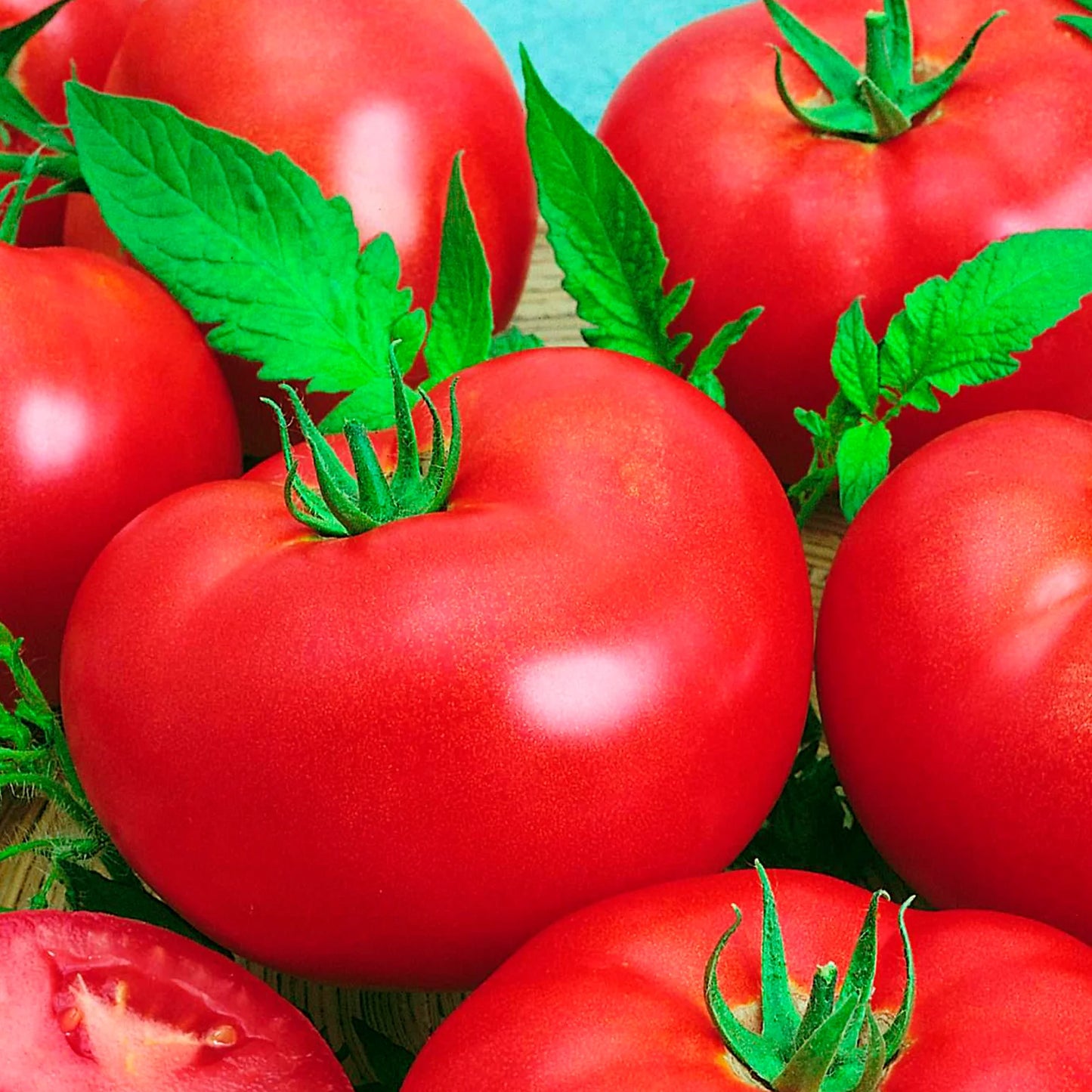 Tomato- Grosse Lisse