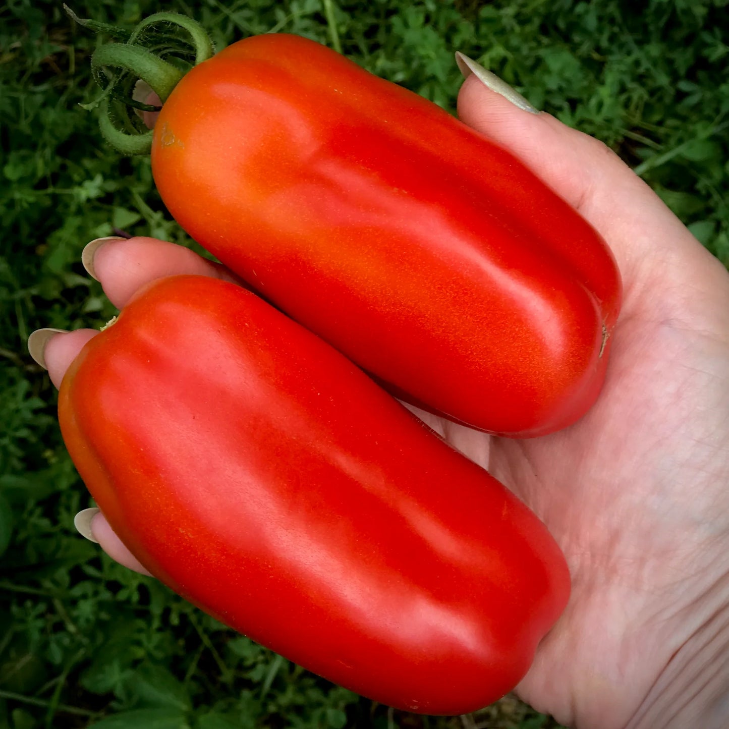 San Marzano II – Organic Tomato Seed